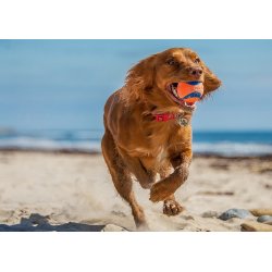 CHUCKIT BOLDE - FLERE STRRELSER