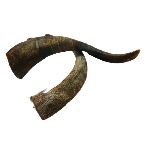 WHESCO GEDEHORN - ca. 120gr.