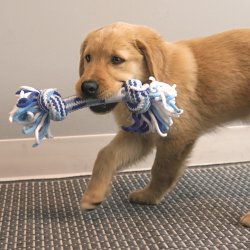 KONG ROPE PUPPY