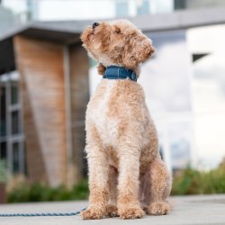 EXPLORER HALSBND FRA DOG COPENHAGEN